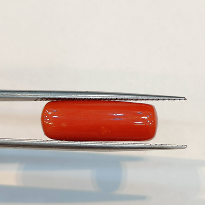 Red Coral (Moonga) - 6.13 Carats
