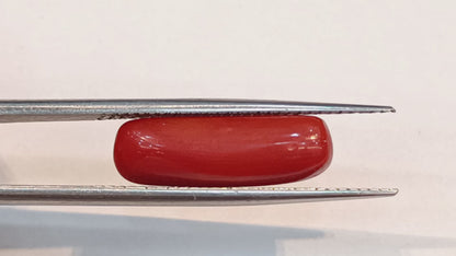Red Coral (Moonga) - 4.78 Carats