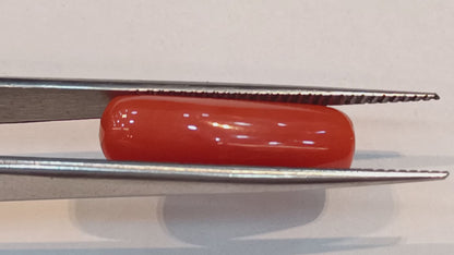 Red Coral (Moonga) - 5.45 Carats