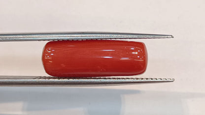 Red Coral (Moonga) - 6.13 Carats
