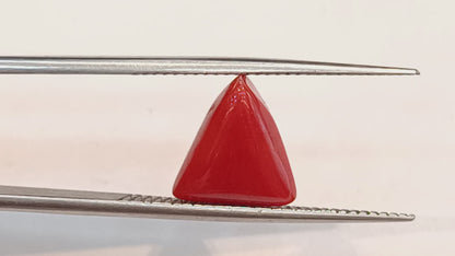 Red Coral (Moonga) - 3.56 Carats